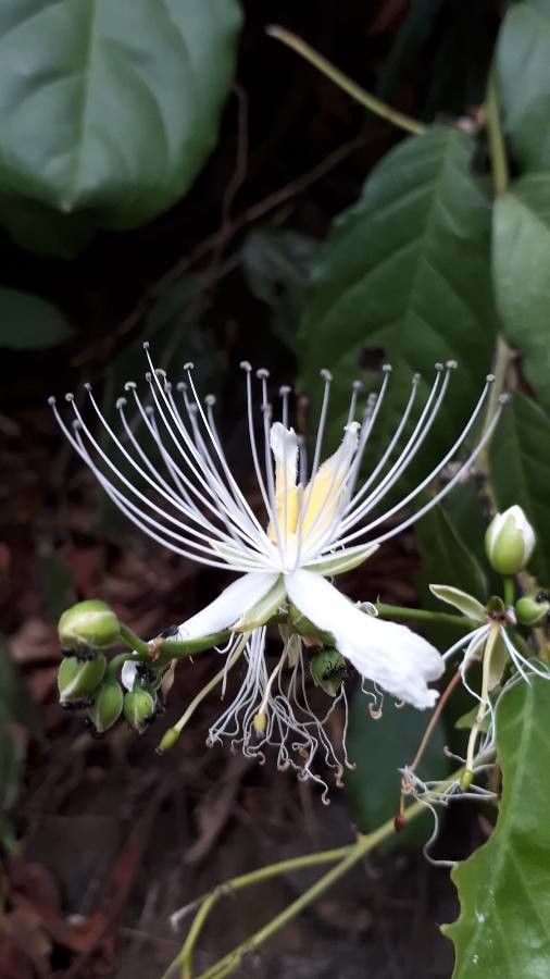 Capparis micracantha flower