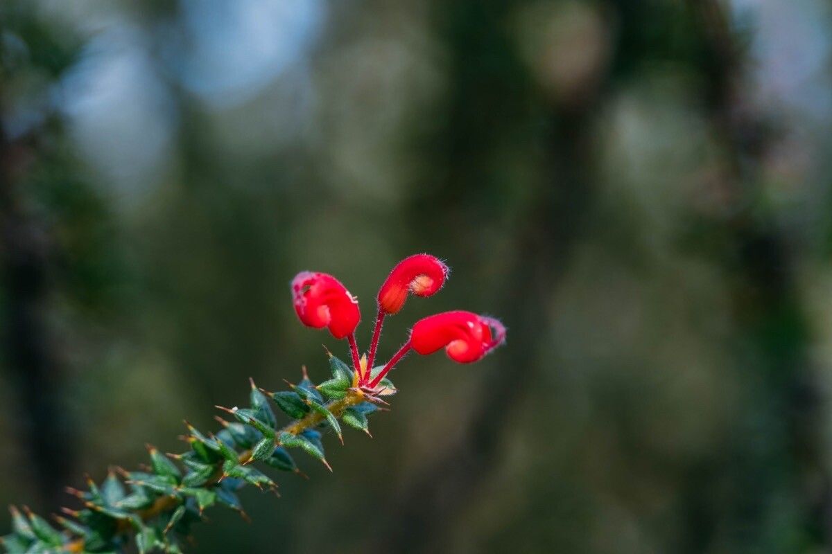 Grevillea asteriscosa flower