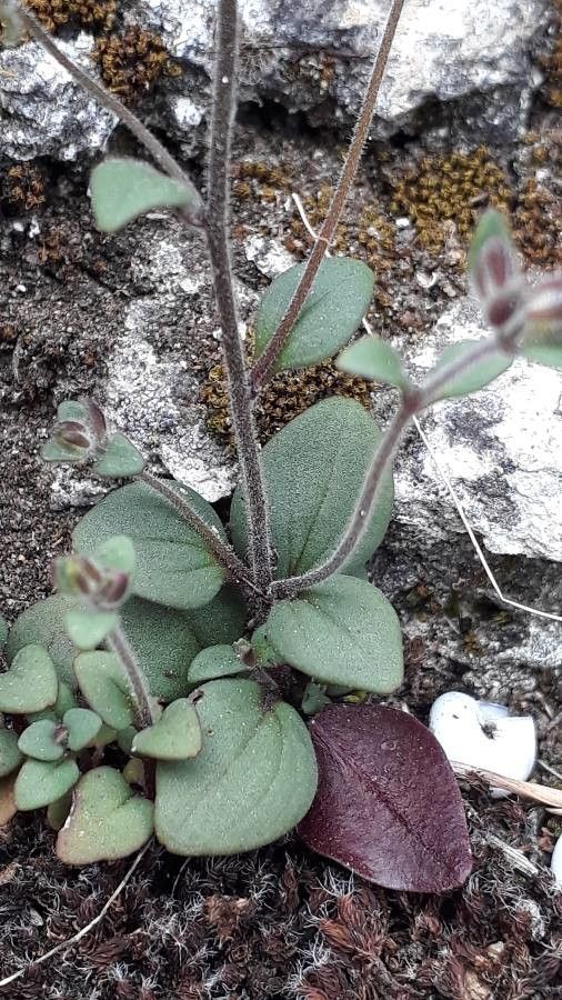 Chaenorrhinum rubrifolium leaf