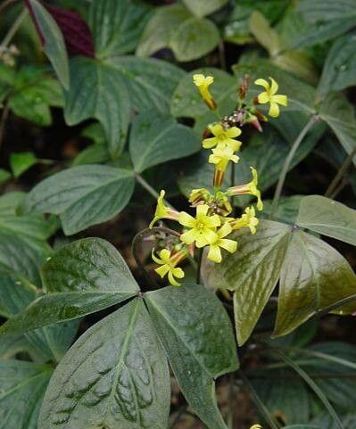 Oxalis ortgiesii — houseplant care guide