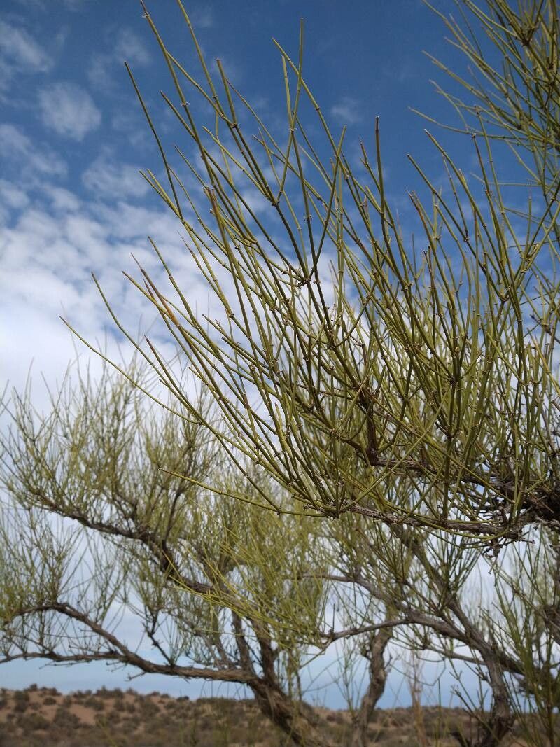 Ephedra boelckei leaf