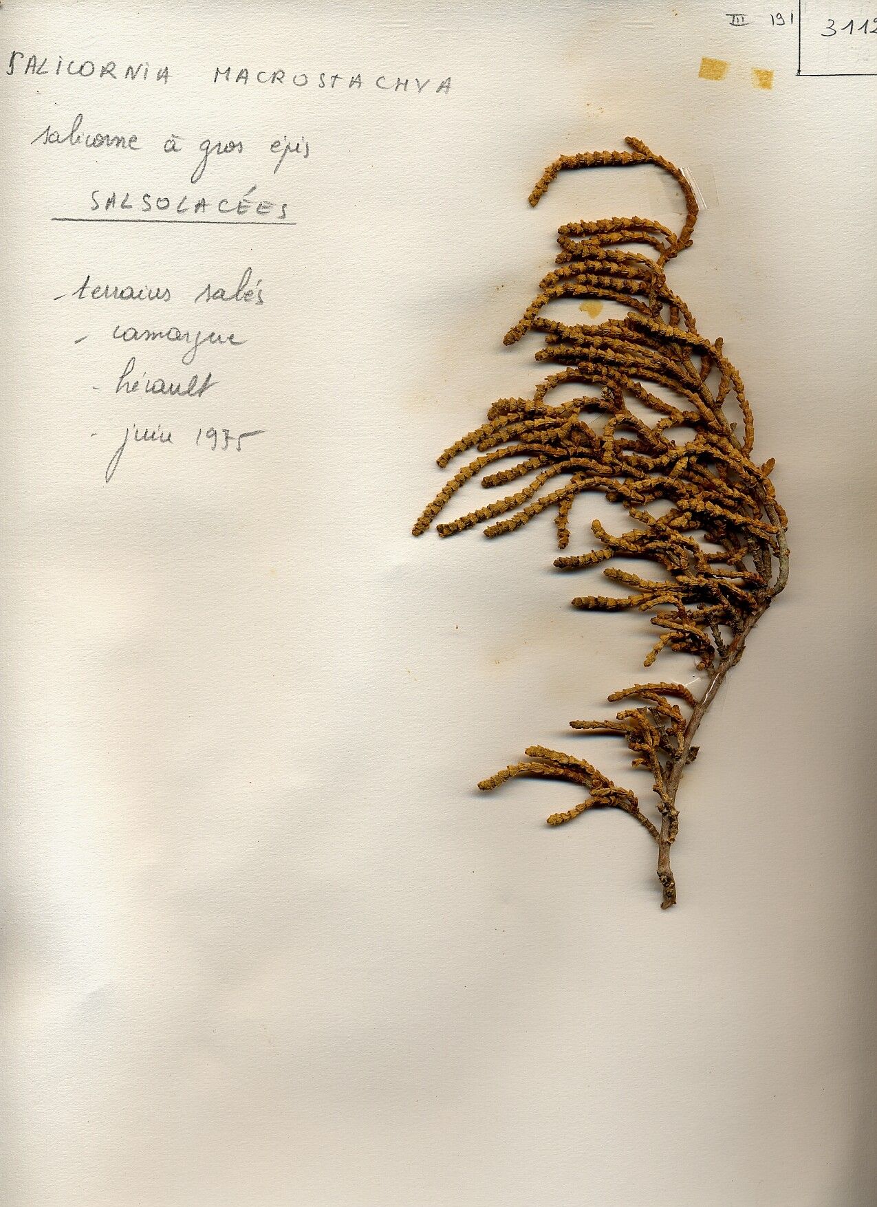 Salicornia perennis flower