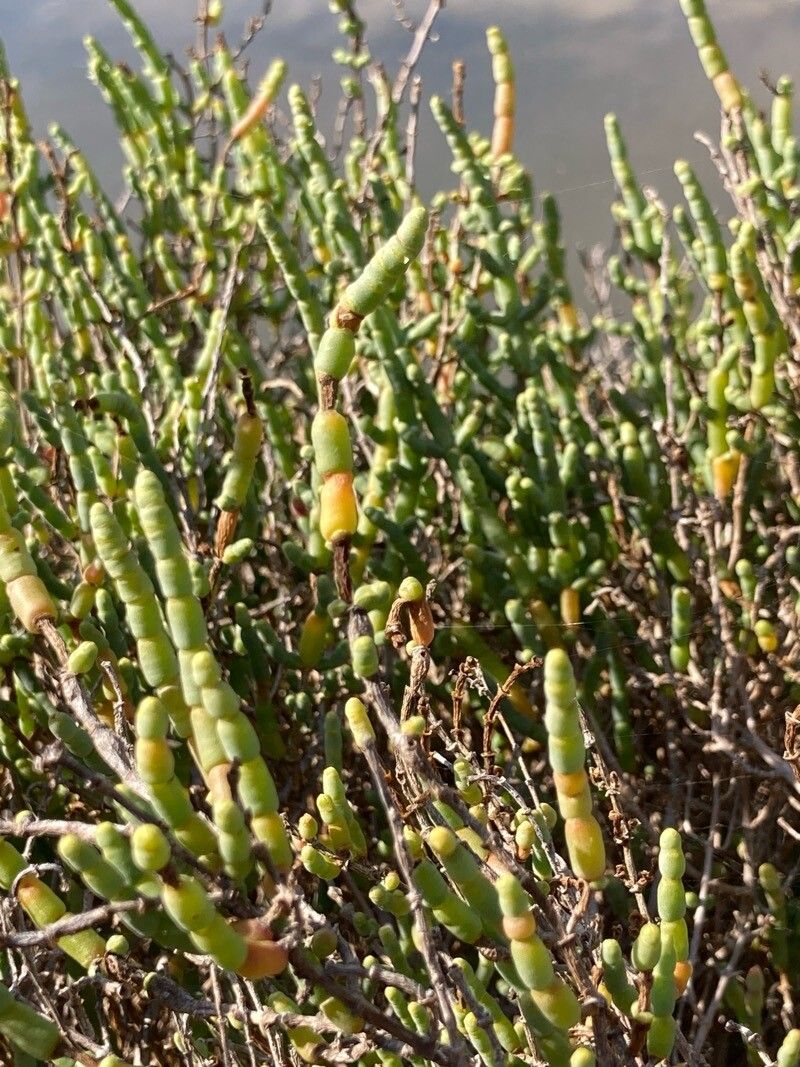 Salicornia perennis leaf