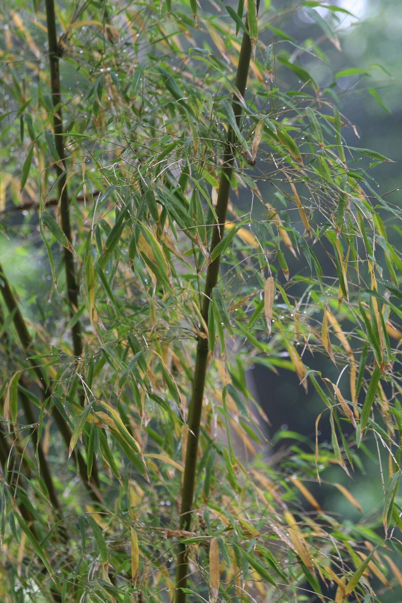 Himalayacalamus hookerianus leaf
