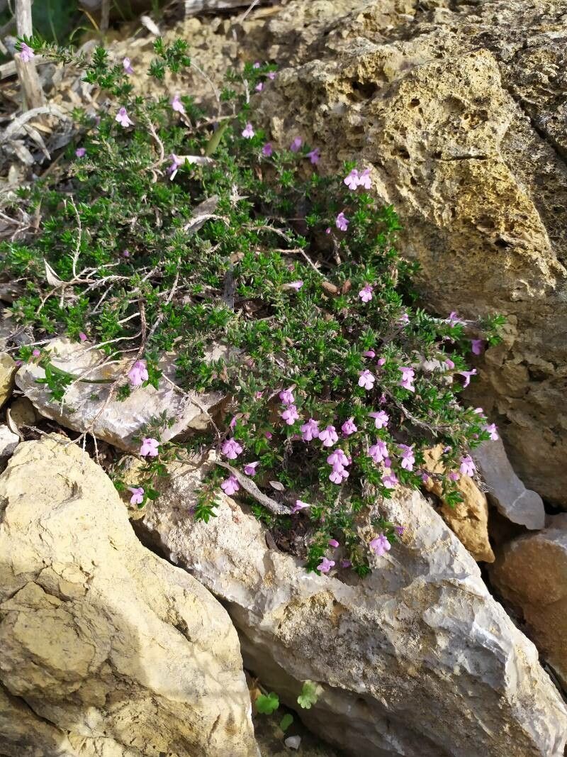 Micromeria inodora habit
