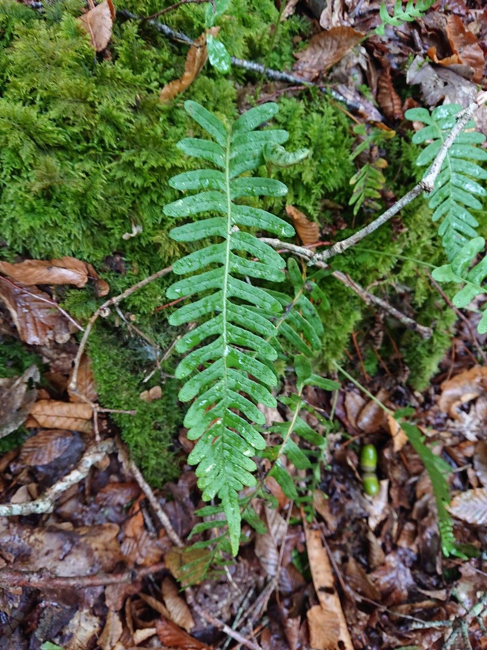 Polypodium virginianum flower