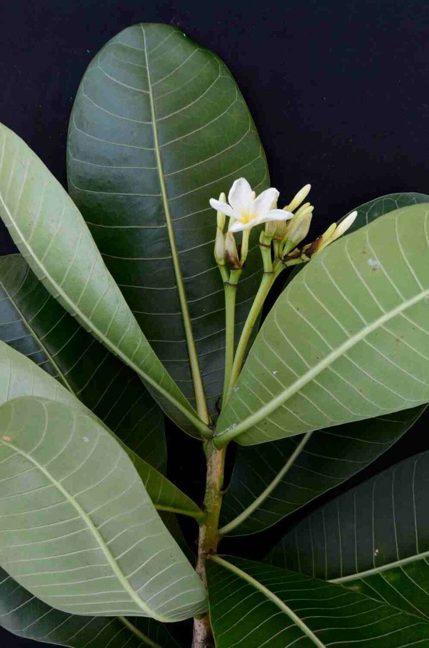 Himatanthus obovatus leaf