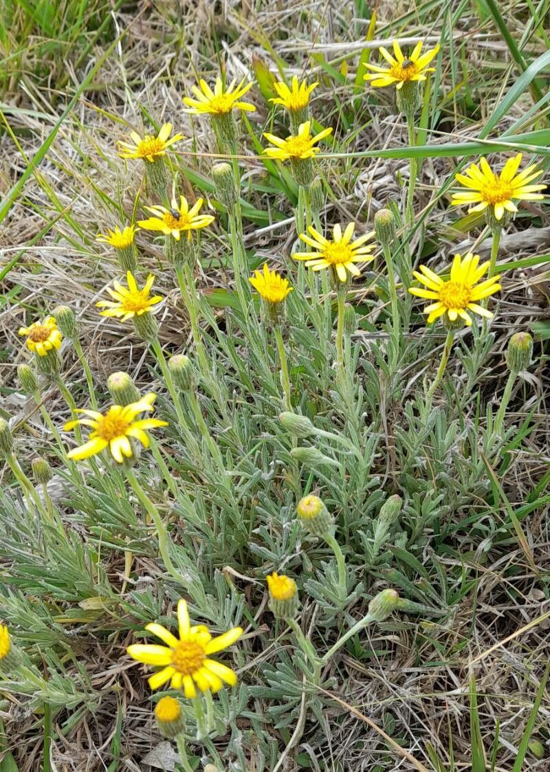 Senecio ceratophylloides habit