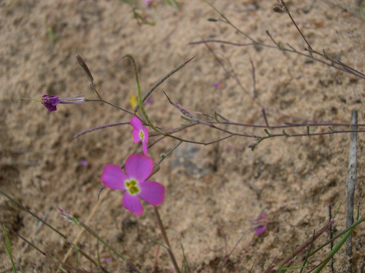 Malcolmia triloba fruit