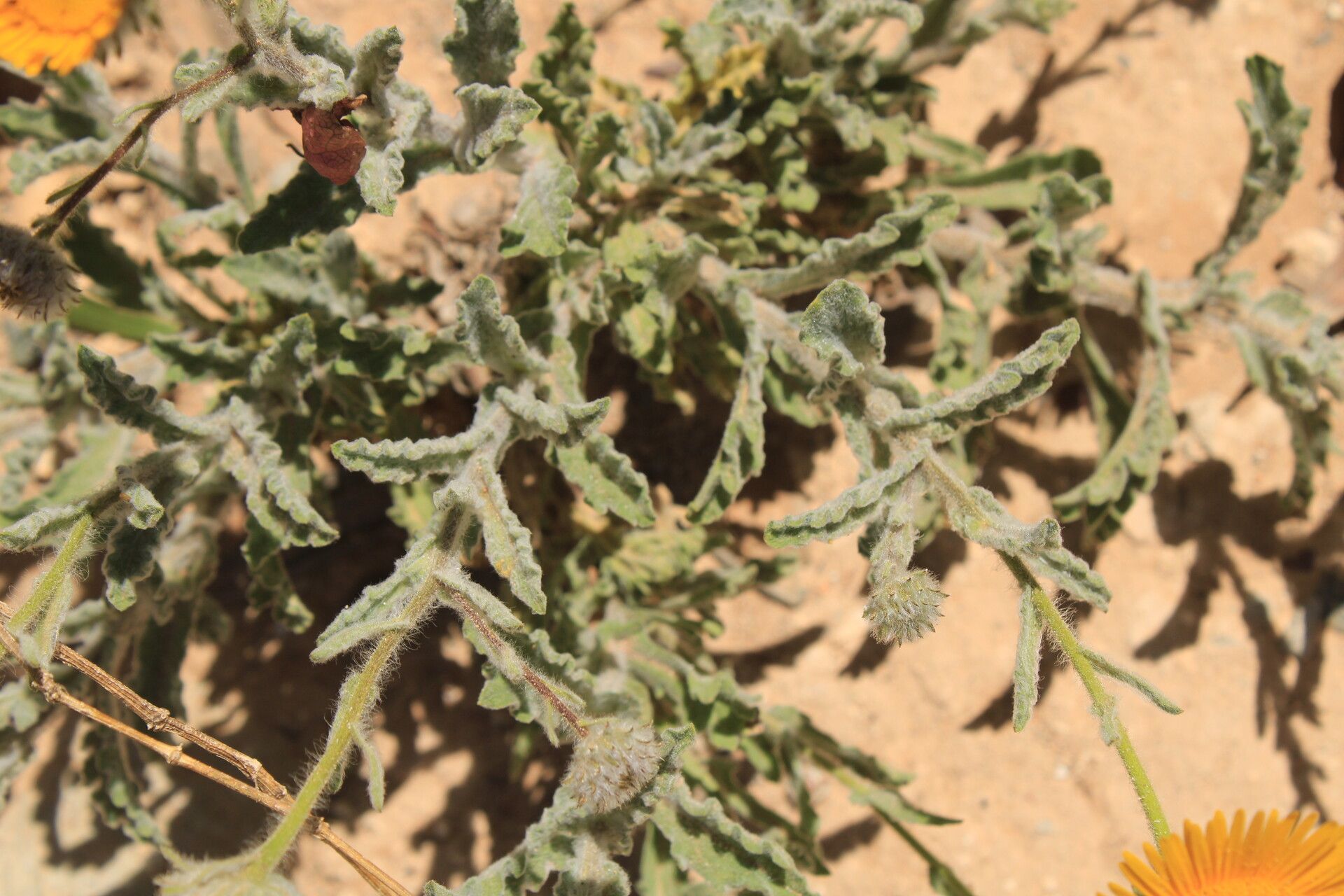 Pulicaria mauritanica — houseplant care guide