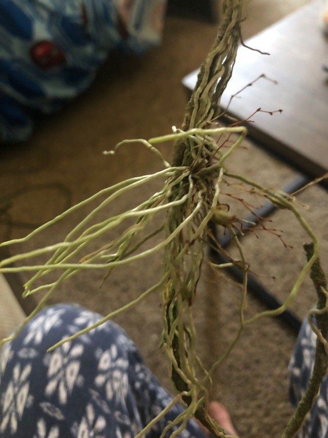 Dendrophylax lindenii — houseplant care guide