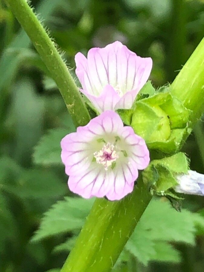 Malva nicaeensis flower