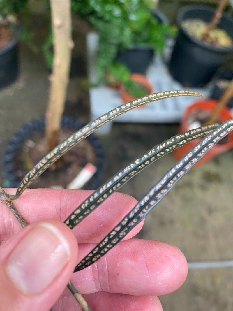 Pyrostria revoluta — houseplant care guide