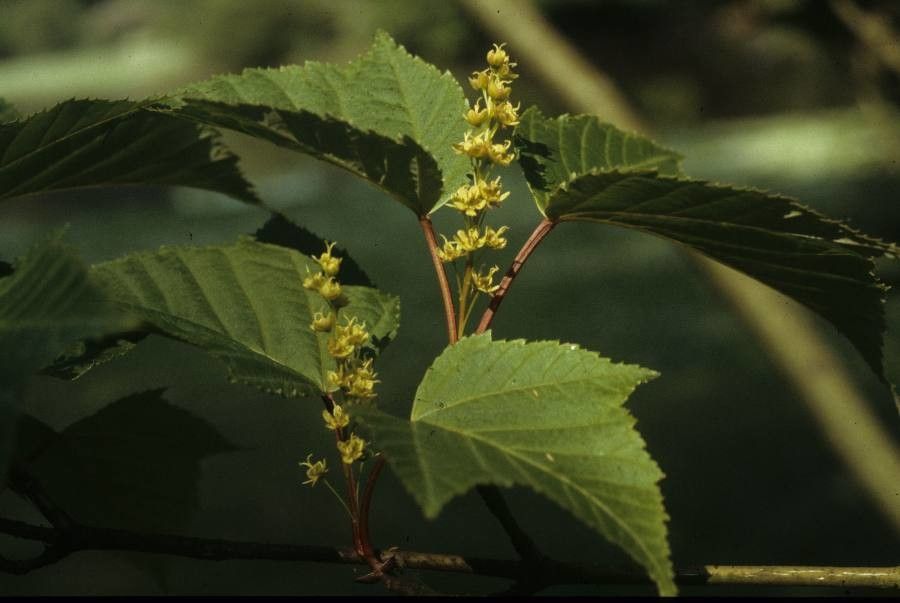 Acer capillipes flower