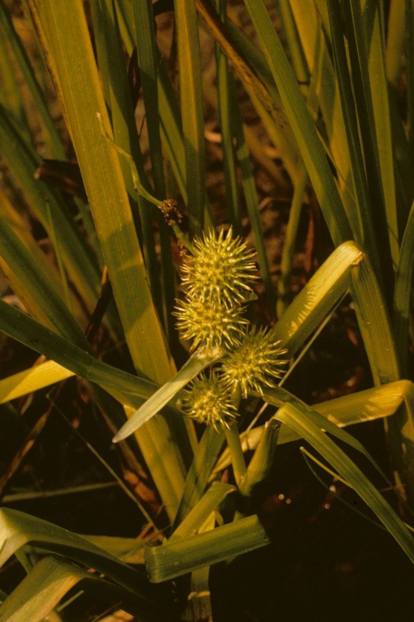 Sparganium androcladum — related species from the same genus