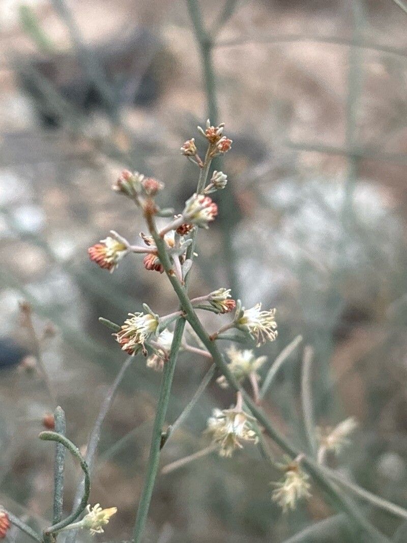 Reseda scoparia flower