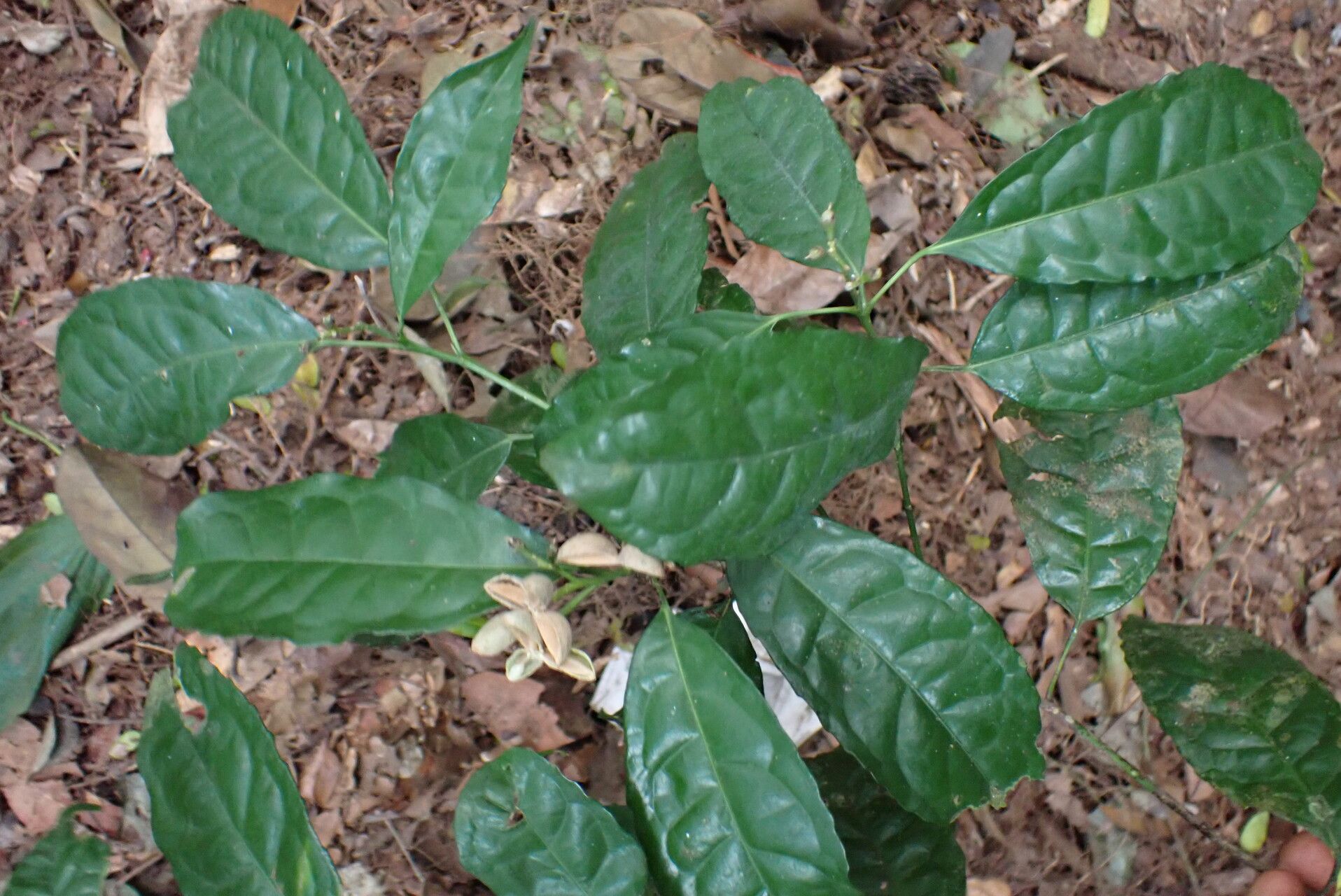 Rinorea cerasifolia — houseplant care guide