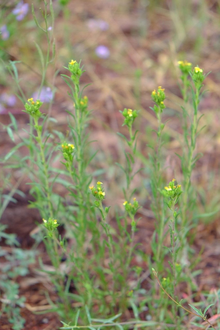 Madia glomerata habit