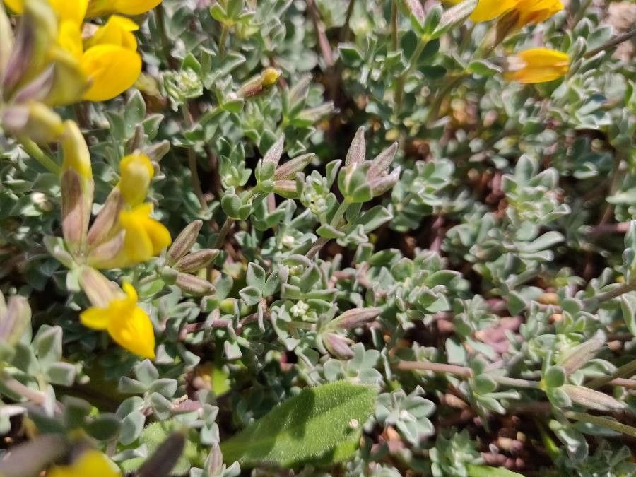 Lotus cytisoides leaf