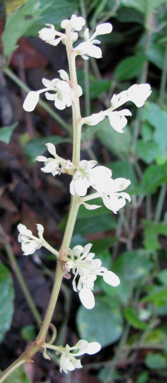 Serjania rhombea flower
