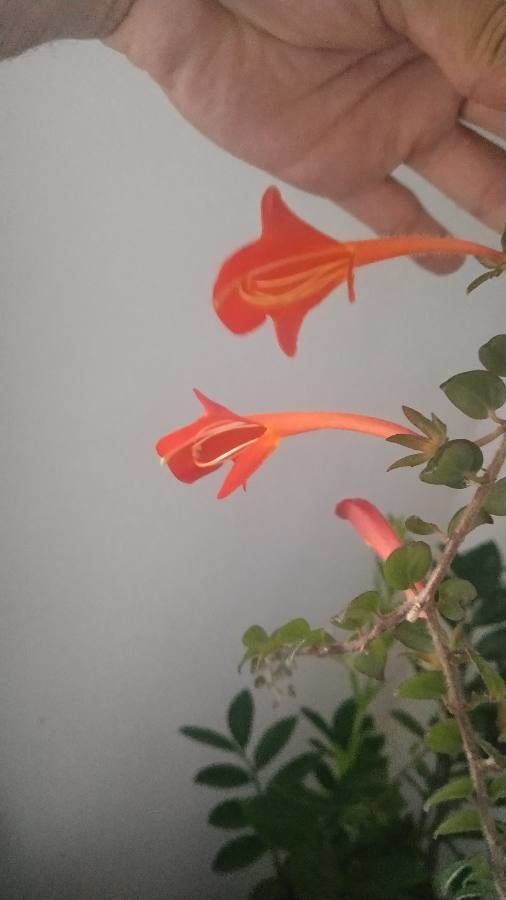 Columnea microphylla flower