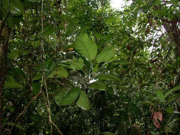Philodendron alliodorum habit