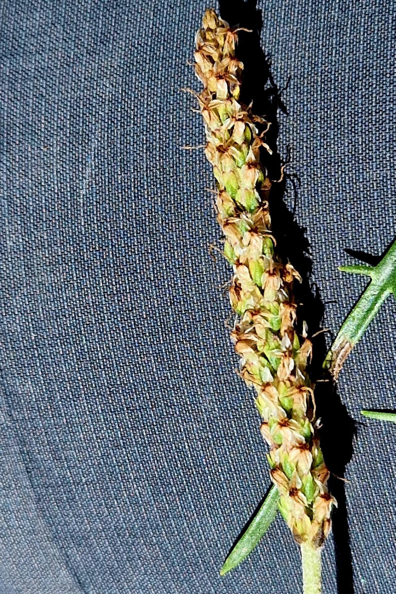 Plantago strictissima fruit