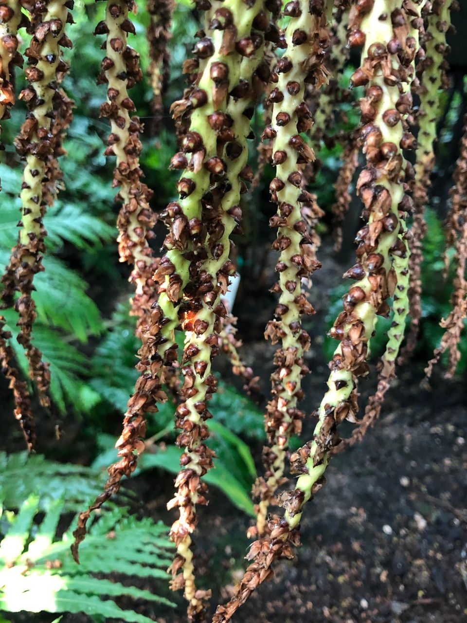 Rhopalostylis sapida fruit