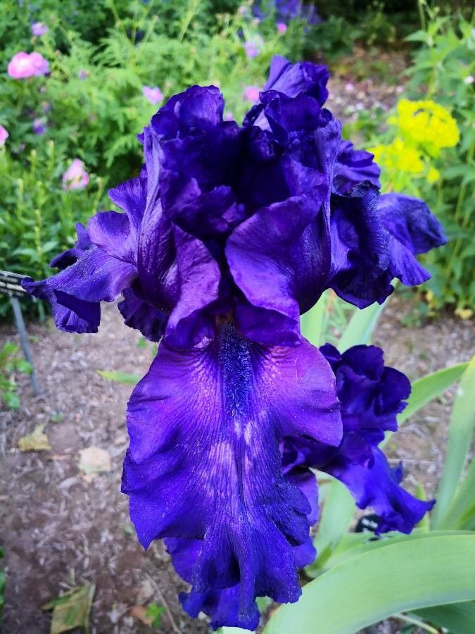 Iris barbatula flower