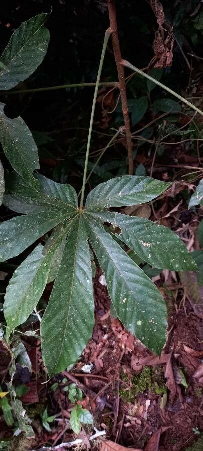 Pourouma bicolor — related species from the same genus