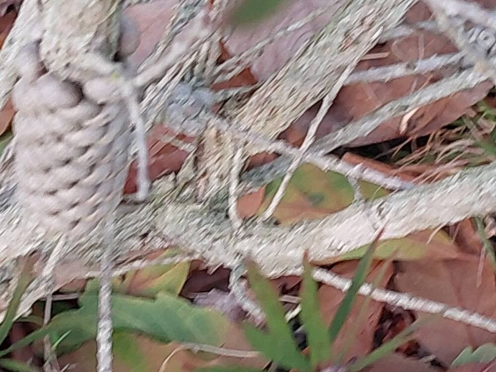 Callistemon flavovirens bark