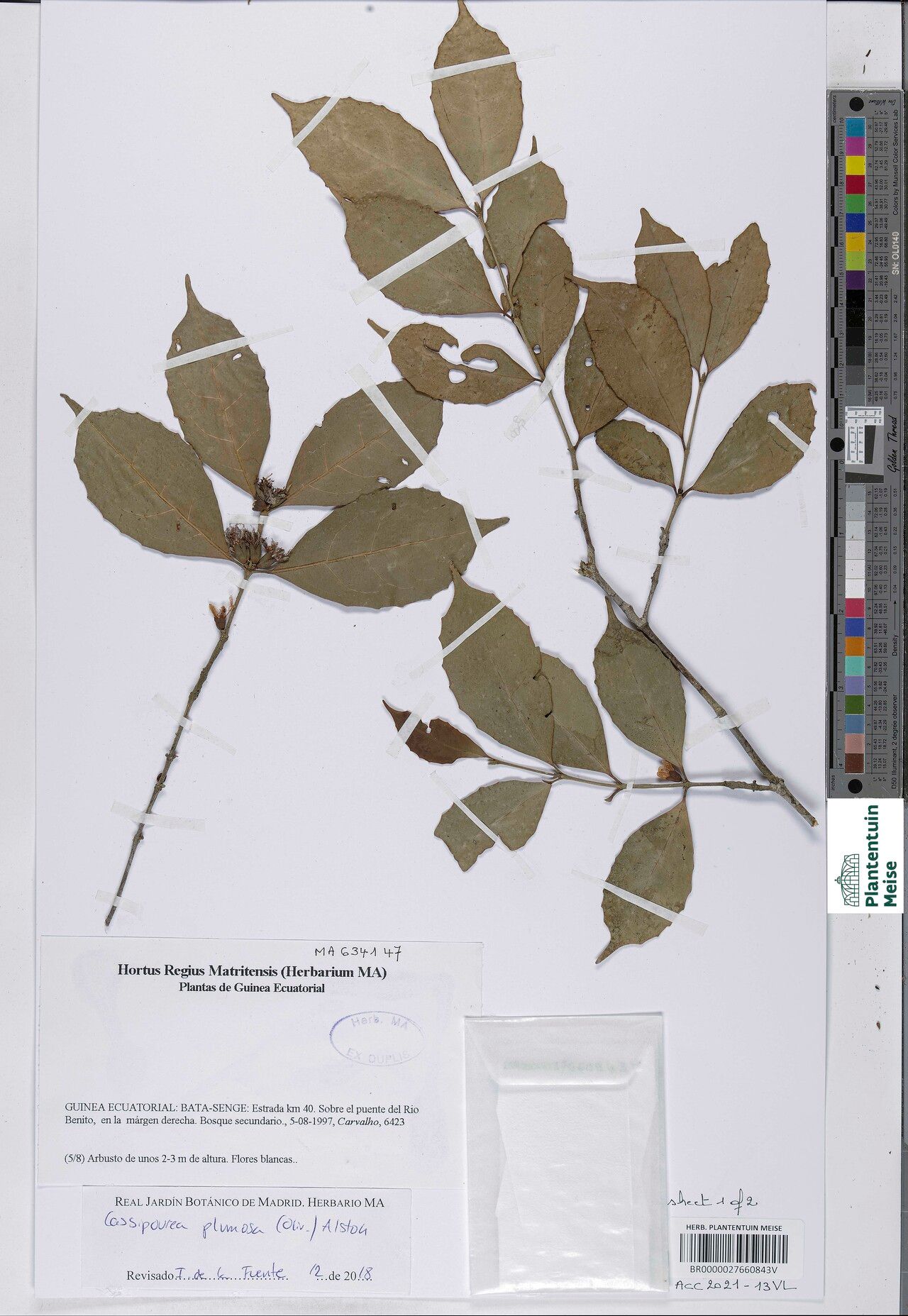 Cassipourea plumosa — search result for 'Cassipourea'