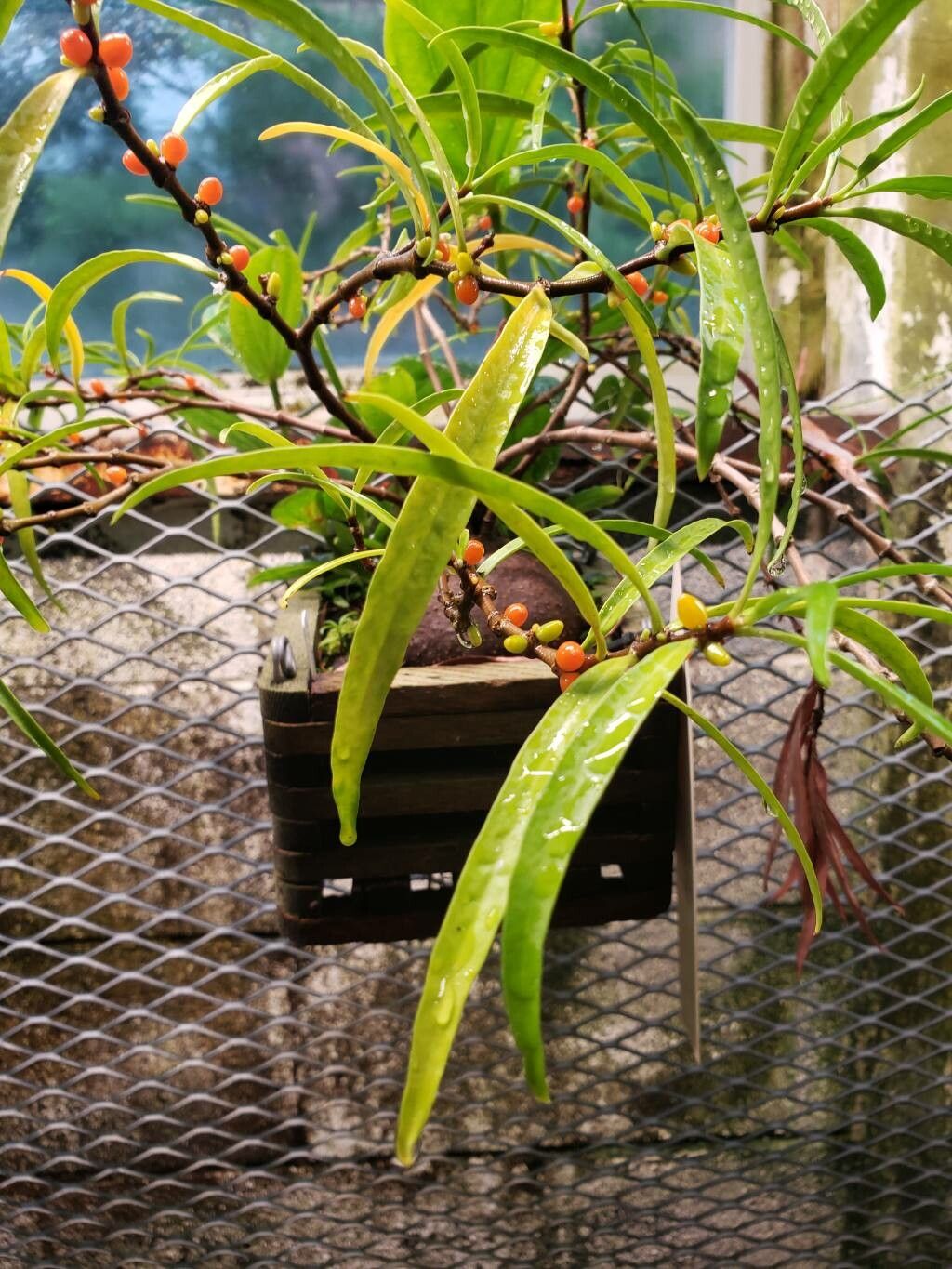 Hydnophytum puffii — related species from the same genus