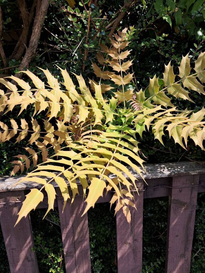 Berberis oiwakensis — search result for 'Berberis'