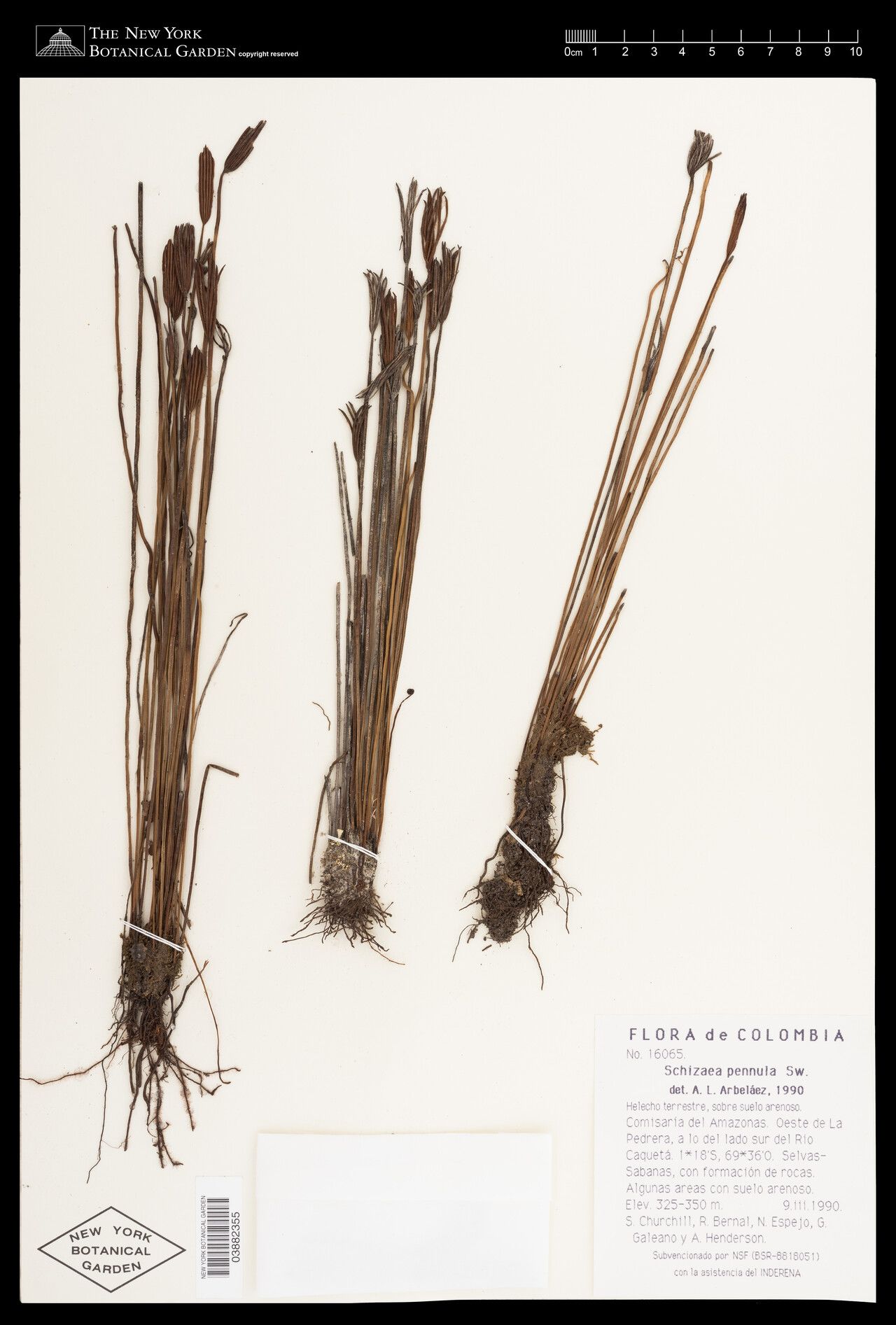 Actinostachys pennula flower