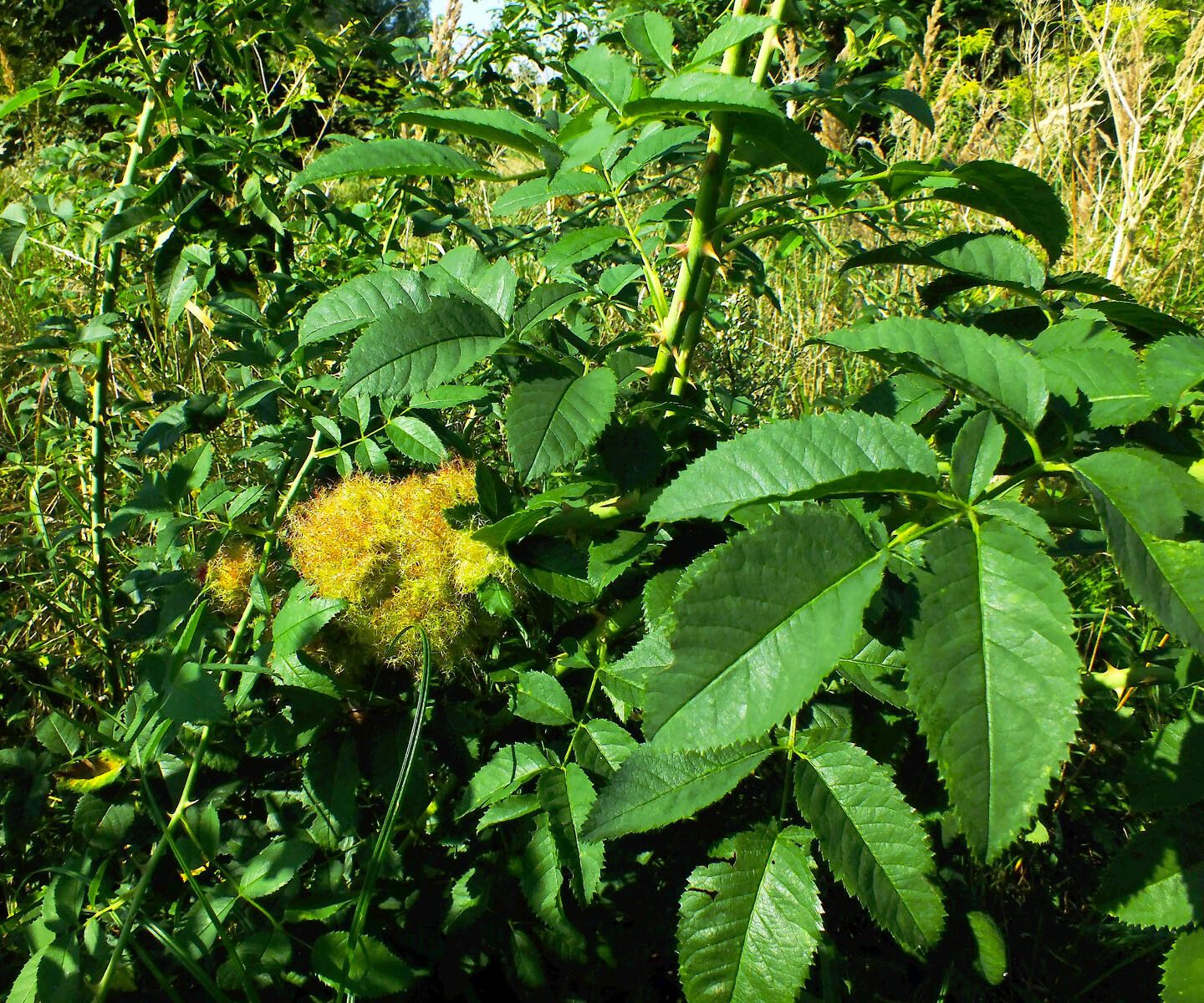 Rosa squarrosa — search result for 'Rosa'