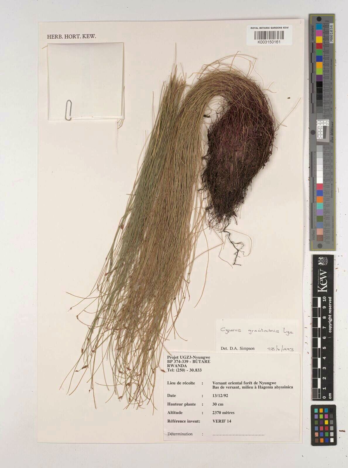 Cyperus graciliculmis — houseplant care guide