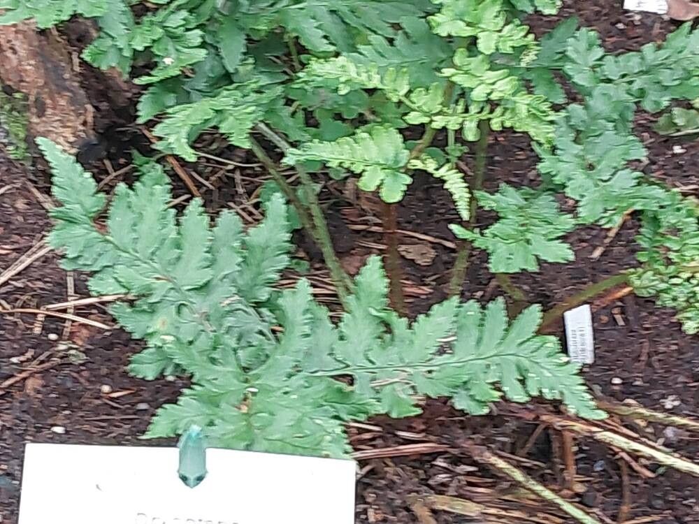 Dryopteris coreanomontana — search result for 'Dryopteris'