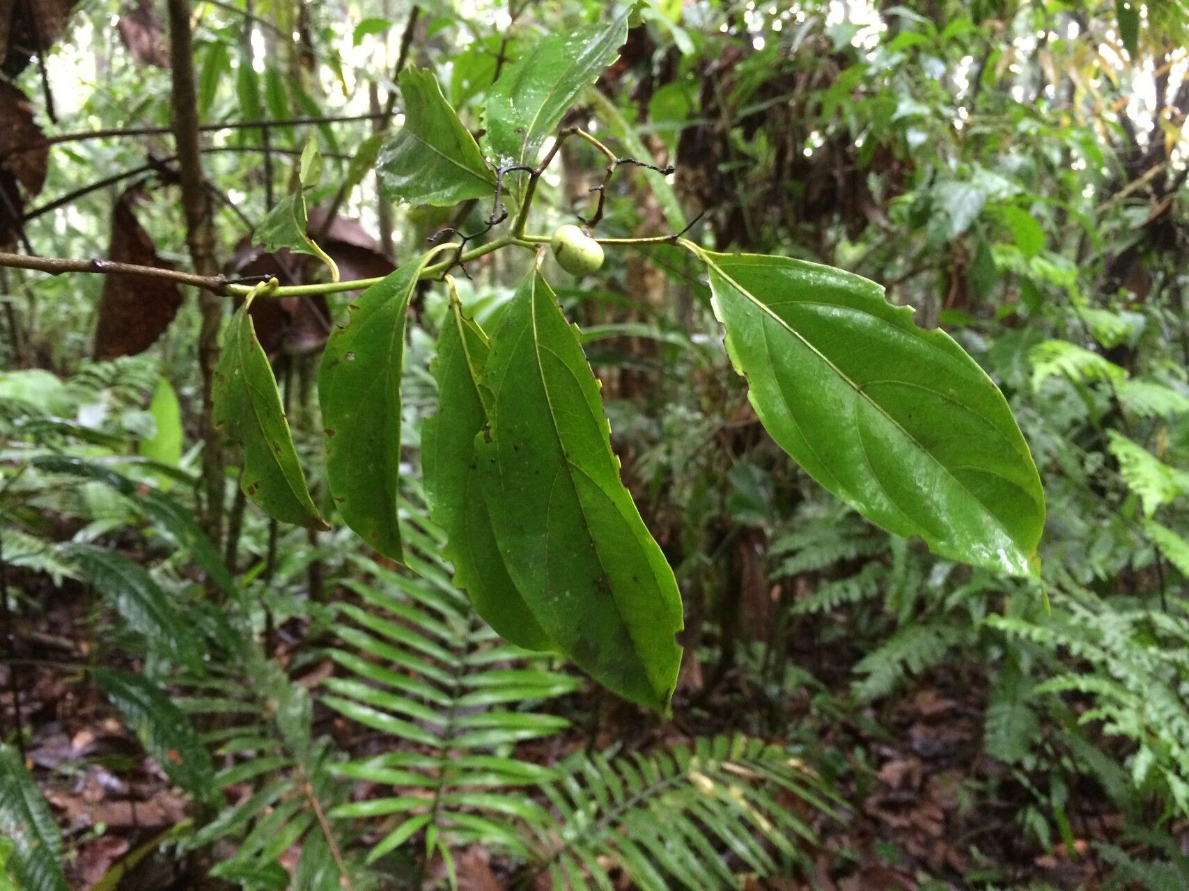 Cordia croatii — houseplant care guide