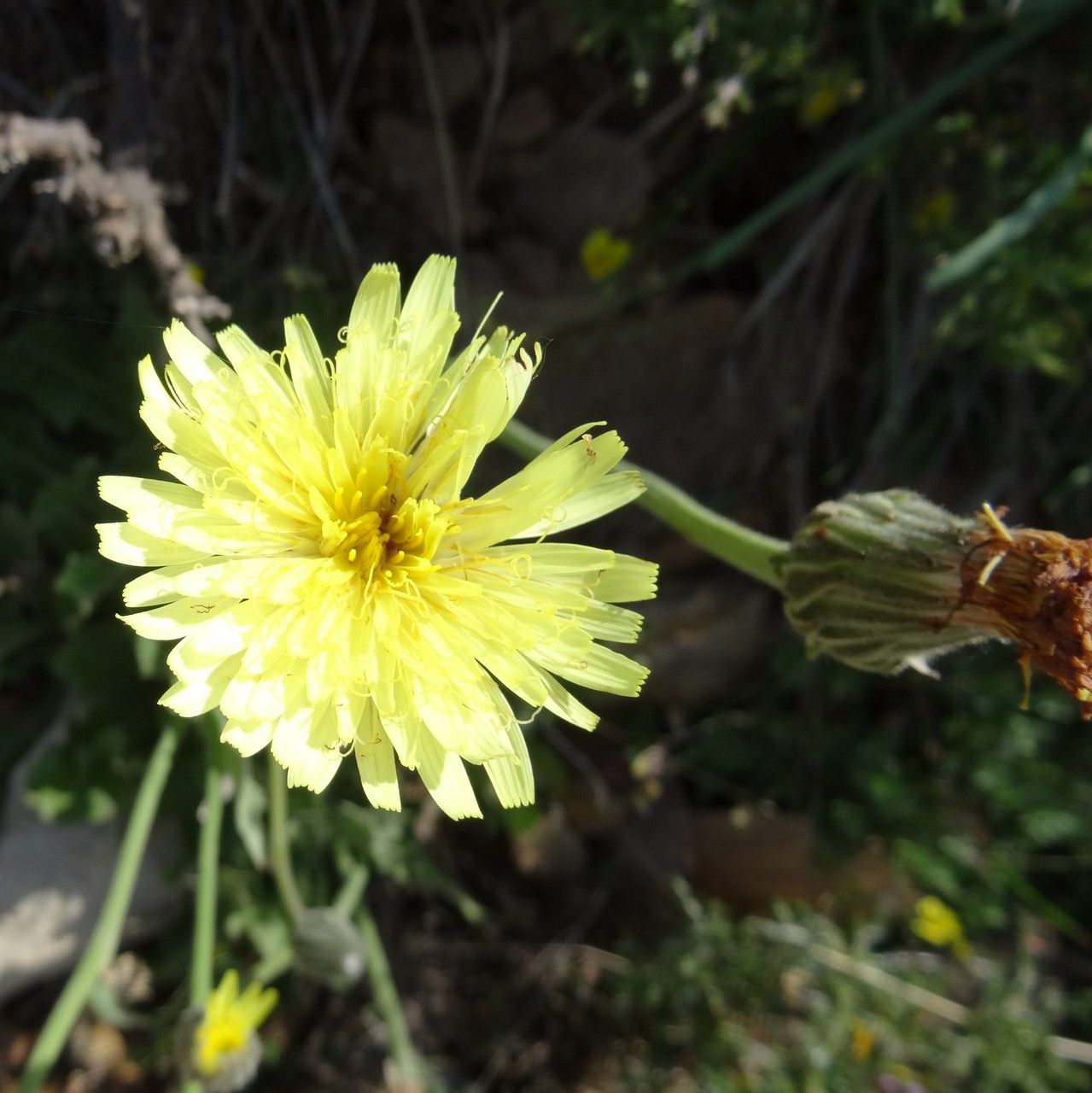 Hieracium pallidum flower