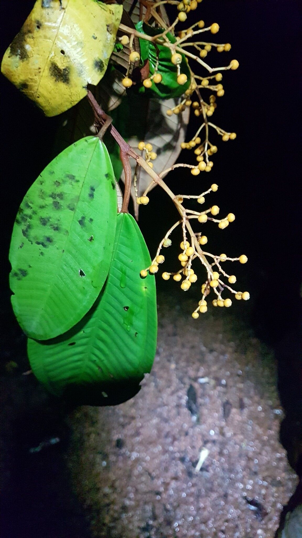 Miconia eriodonta leaf