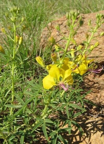 Cleome foliosa habit