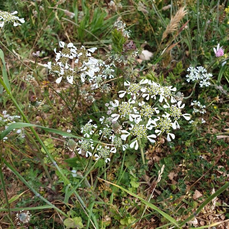 Tordylium apulum — search result for 'Apiaceae'