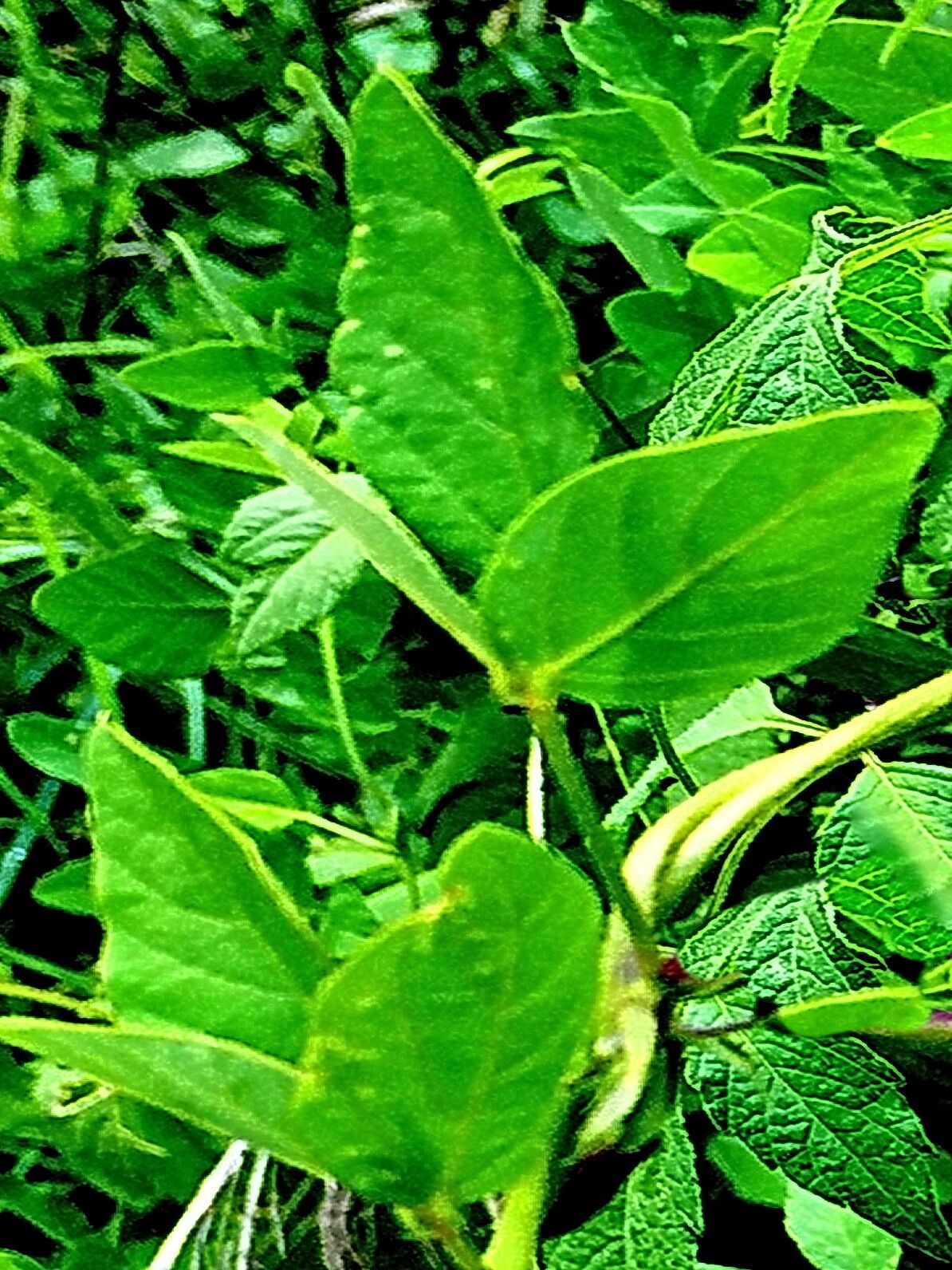 Cologania biloba — related species from the same genus