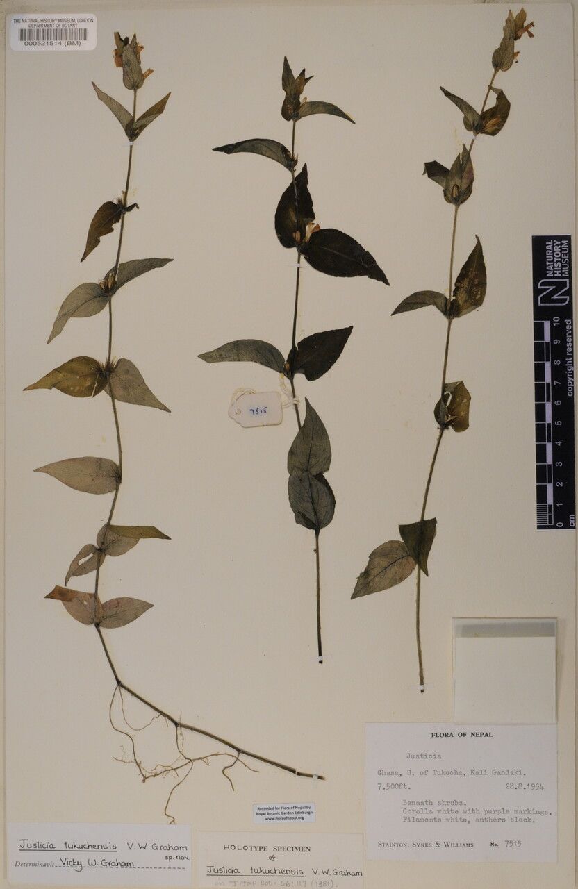 Justicia tukuchensis — search result for 'Justicia'