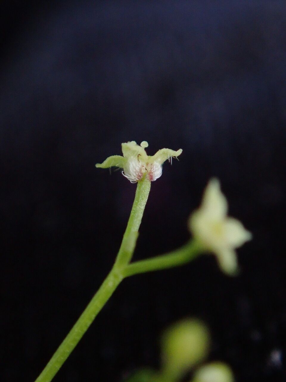 Galium hirtiflorum flower