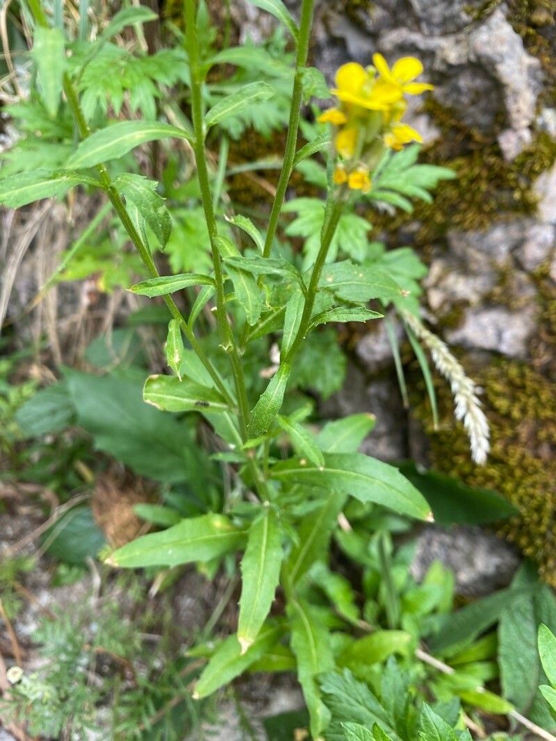 Erysimum hungaricum — houseplant care guide