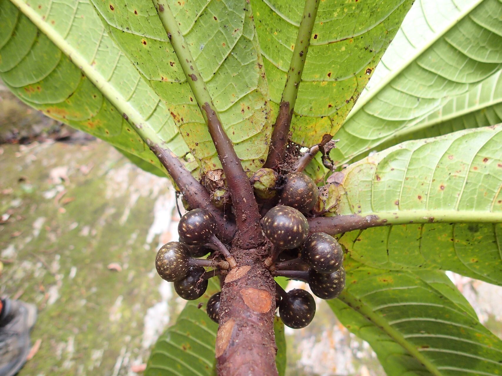 Ficus otophora fruit