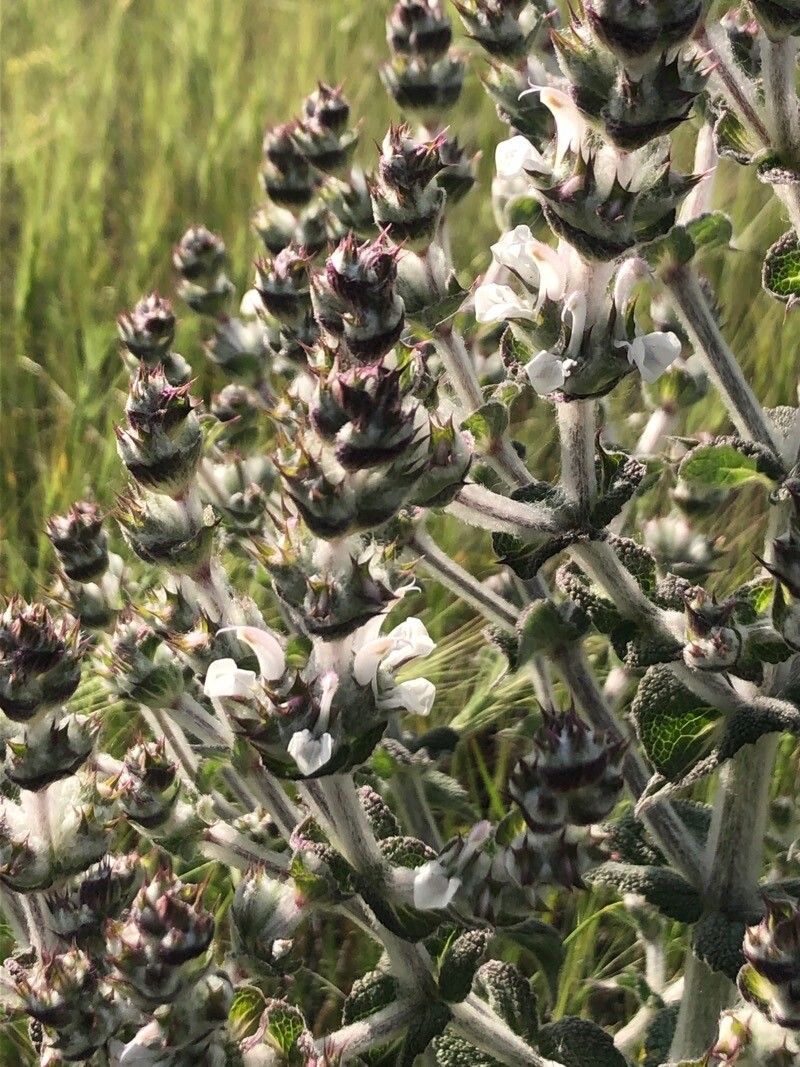 Salvia aethiopis flower