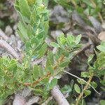 Leucospermum cordifolium